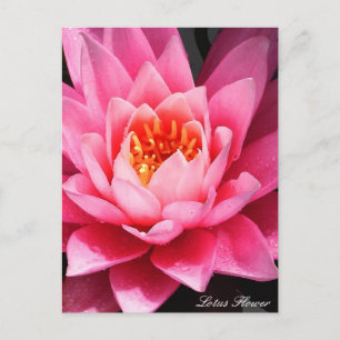 Lotus Flower Blommar, blommor från Asien Vykort