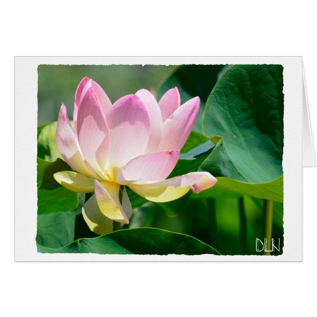 Lotus Flower/Blommigt Art/ OBS Kort (Framsidan Horizontal)