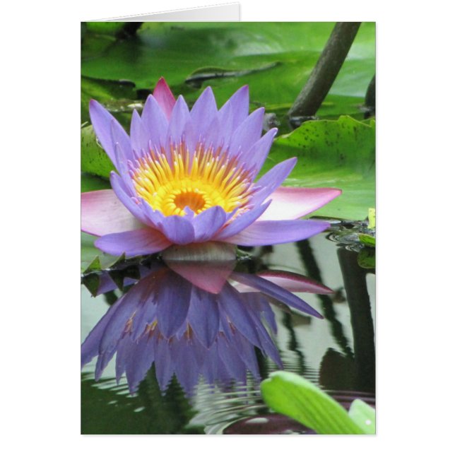 Lotus Flower Hälsningskort (Framsidan)