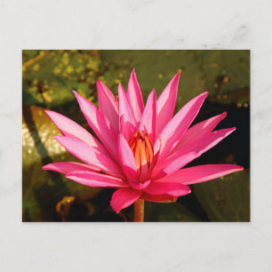 Lotus Flower i naturen Vykort