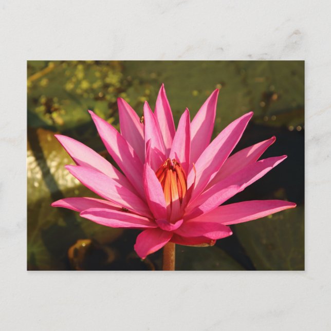 Lotus Flower i naturen Vykort (Framsida)
