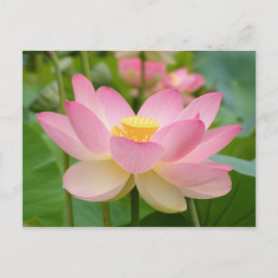 Lotus Flower in Bloom (Nelumbo nucifera) Vykort