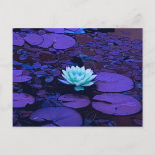 Lotus Flower Lila Blue Turkvoise Blommigt Pond Zen Vykort