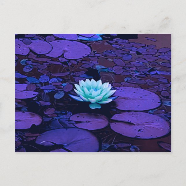 Lotus Flower Lila Blue Turkvoise Blommigt Pond Zen Vykort (Framsida)