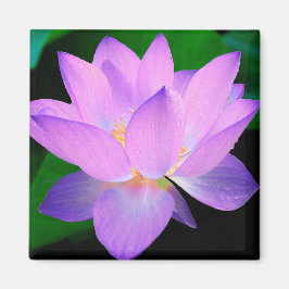 Lotus Flower Magnet
