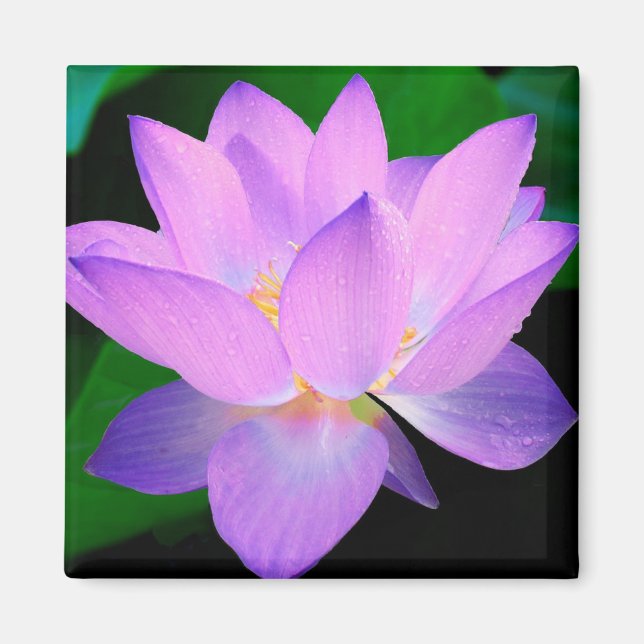 Lotus Flower Magnet (Framsidan)