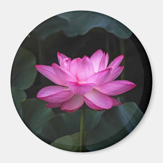 Lotus Flower Magnet (Framsidan)