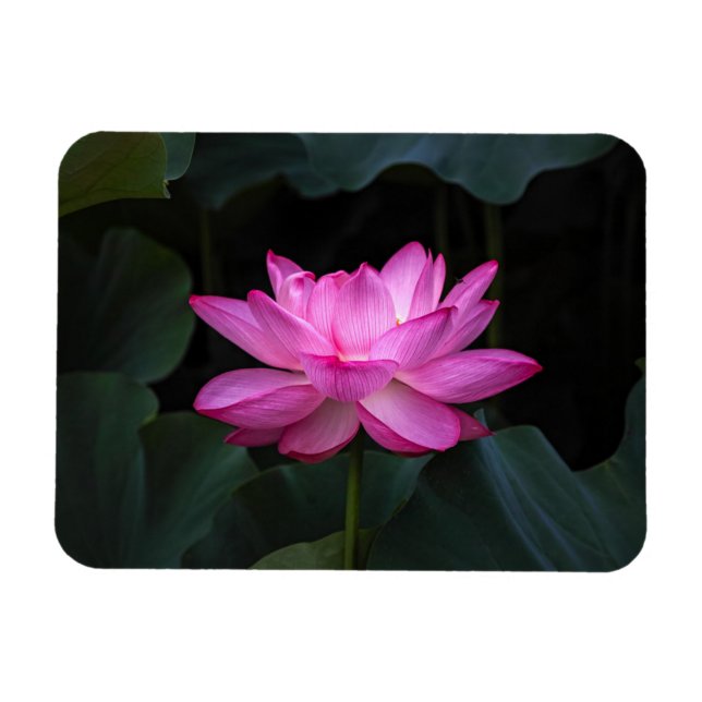 Lotus Flower Magnet (Horisontell)