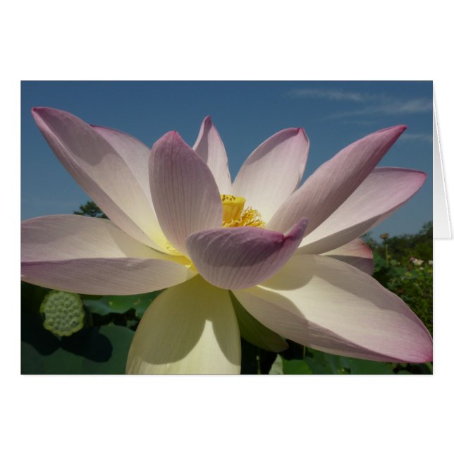 Lotus Flower och Blå himmel I Hälsningskort (Framsidan Horizontal)