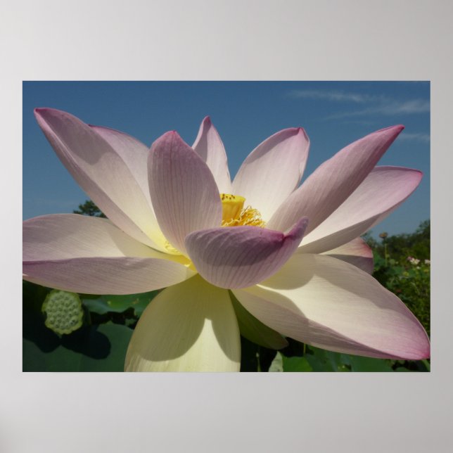 Lotus Flower och Blå himmel I Poster (Framsidan)