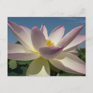 Lotus Flower och Blå himmel I Vykort
