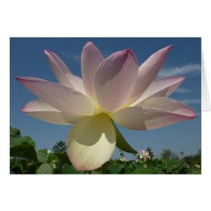 Lotus Flower och Blå himmel II Hälsningskort