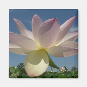 Lotus Flower och Blå himmel II Magnet
