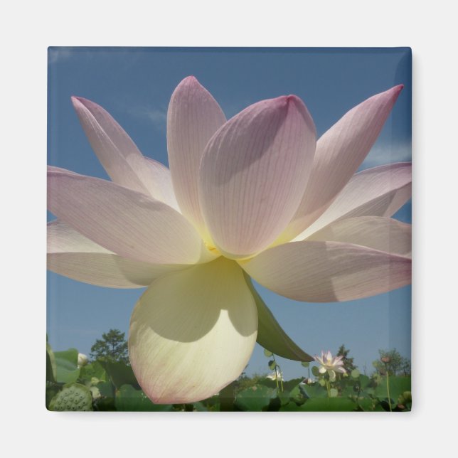 Lotus Flower och Blå himmel II Magnet (Framsidan)