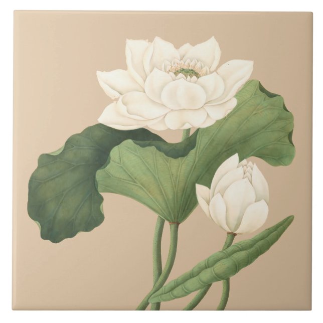 Lotus Flower of Öster India Botanical Art Kakelplatta (Framsidan)