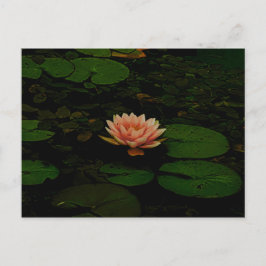 Lotus Flower Orange Mörk grönt Blommigt Pond Zen Vykort