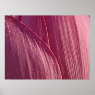 Lotus Flower Petals Rosa Blommigt Poster