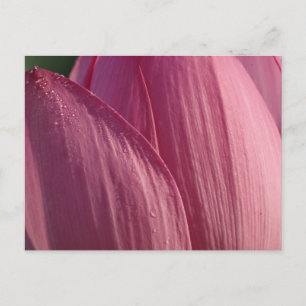 Lotus Flower Petals Rosa Blommigt Vykort
