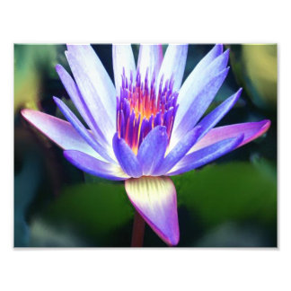 Lotus Flower Photo Print Fototryck