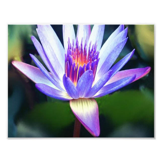 Lotus Flower Photo Print Fototryck (Framsidan)
