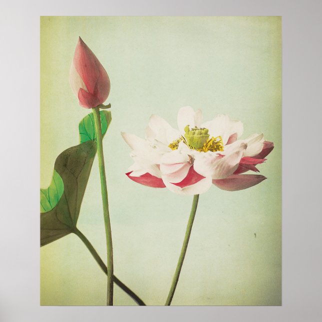 Lotus Flower Poster (Framsidan)