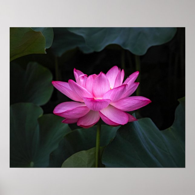 Lotus Flower Poster (Framsidan)