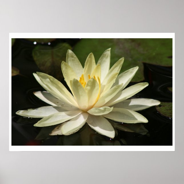 Lotus Flower Poster (Framsidan)