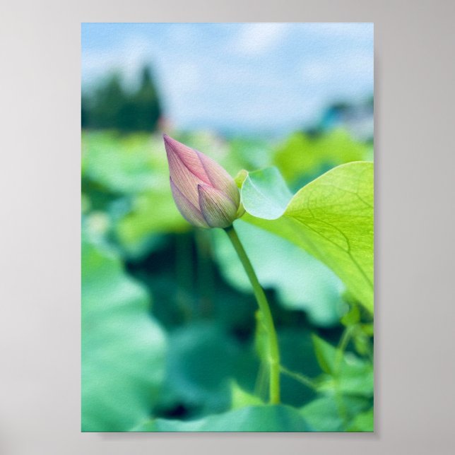 Lotus Flower Poster (Framsidan)