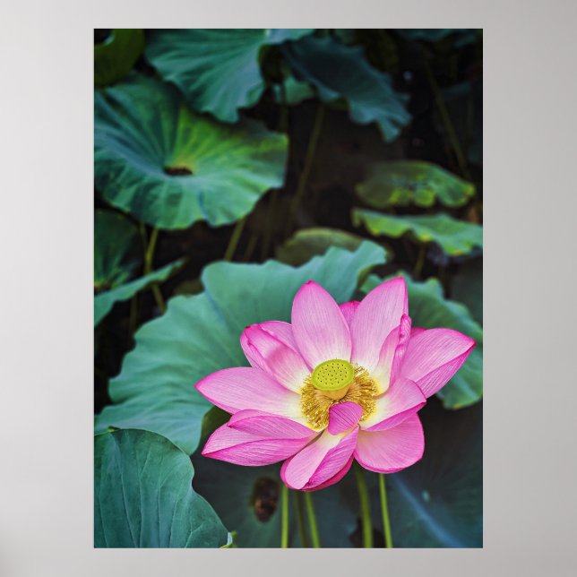 Lotus Flower Poster (Framsidan)