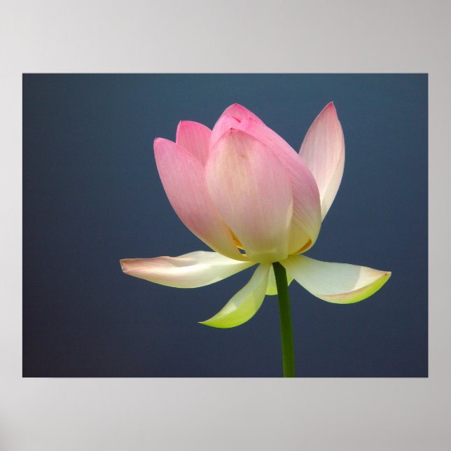 Lotus Flower Poster (Framsidan)