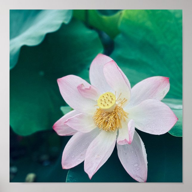 Lotus Flower Poster (Framsidan)