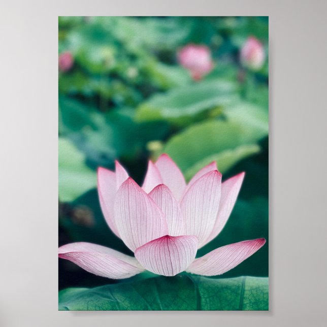 Lotus Flower Poster (Framsidan)