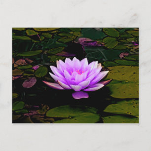 Lotus Flower Rosa Grönt Blommigt Pond Zen Vykort