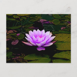 Lotus Flower Rosa Grönt Blommigt Pond Zen Vykort