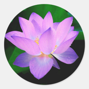 Lotus Flower Runt Klistermärke