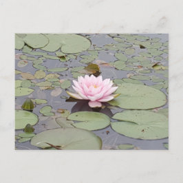 Lotus Flower Soft Rosa Blommigt Pond Zen Vykort
