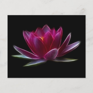Lotus Flower Vatten Plant Flygblad