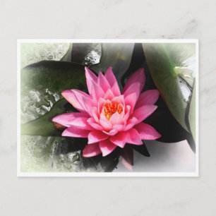 Lotus Flower, vatten reflexion/Nato Asia Vykort