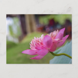 Lotus Flower Vykort