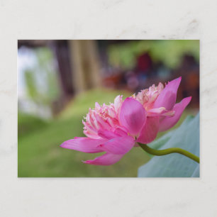 Lotus Flower Vykort