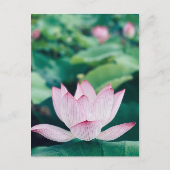 Lotus Flower Vykort (Framsida)