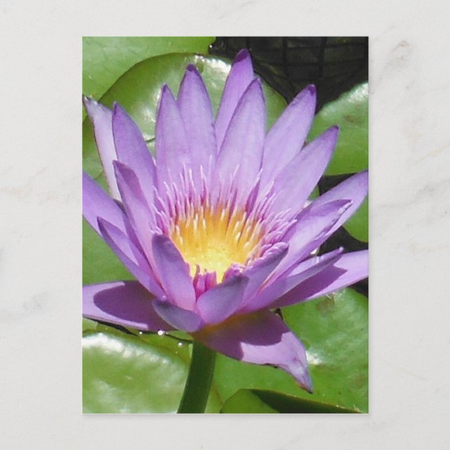 Lotus Flower Vykort (Framsida)
