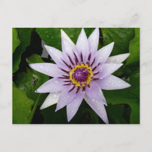 Lotus Flower Vykort
