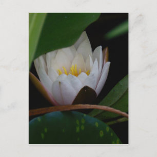Lotus Flower Vykort