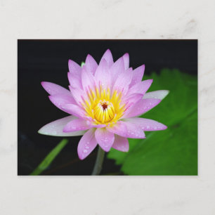 Lotus Flower Vykort