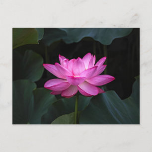 Lotus Flower Vykort