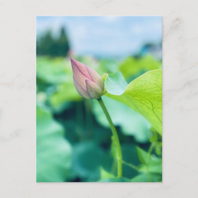 Lotus Flower Vykort (Framsida)