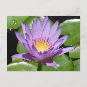 Lotus Flower Vykort