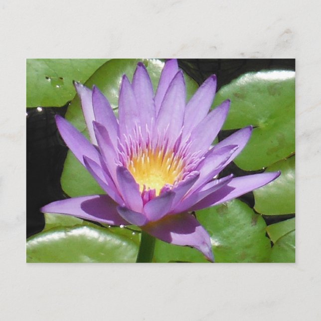 Lotus Flower Vykort (Framsida)
