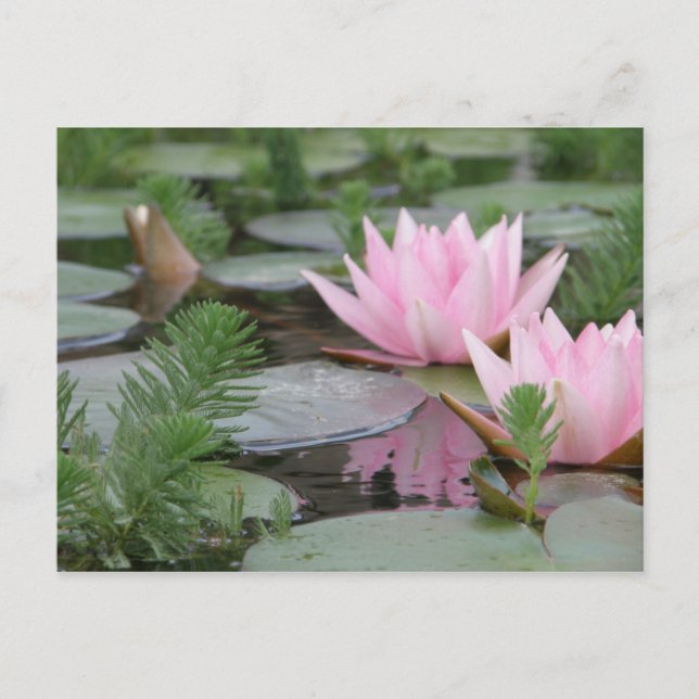Lotus Flower/Waterlily Vykort (Framsida)